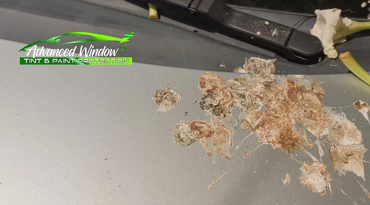 Close-up of multiple bird droppings on a silver car hood near the windshield, showing paint damage and the need for protection