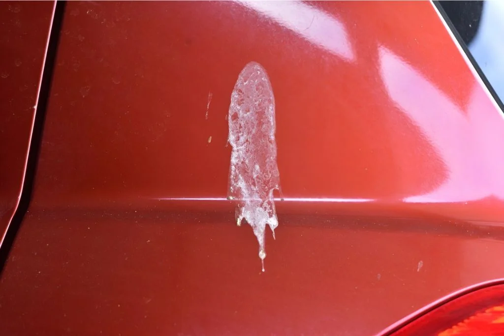 Close-up of bird droppings on the surface of a red car, showing potential damage to Paint Protection Film (PPF)